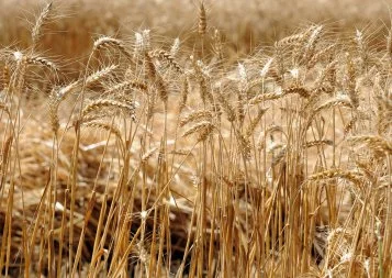 Sur les routes du blé en Occitanie