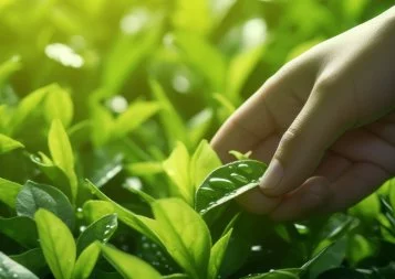 Quel est ce Bac inédit qui germe à l'est de l'Occitanie ?