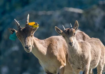 En Ariège, un bouquetin peut en cacher un autre… ou pas !