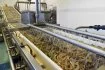 Le procédé de décongélation permet de passer 1.2 tonnes de crevettes à l'heure. Selon Franck N'Guyen l'étape de décongélation doit durer moins de quatre minutes fin d'assurer à la crevette sont craquant. 