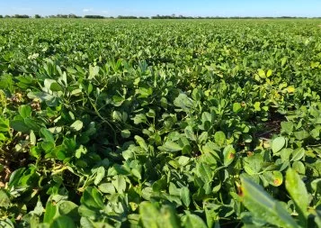 Toulouse. Menguy's fait le pari d'une filière de cacahuètes françaises valorisée dans le Tarn