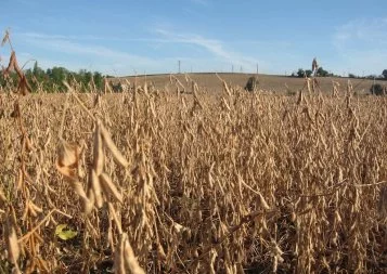 Colloque national sur le soja, la petite graine qui monte 