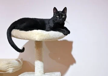Mon Chat Pitre et ses petits félins libraires veulent séduire Toulouse