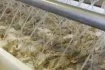 Après leur arrivée sur le site, les crevettes passent ensuite sur un tapis roulant où elles sont décongelées avec une eau dont la température est portée à 25 degrés. 