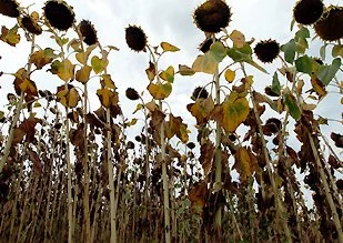 Le tournesol hydrophobe a besoin de liquidités