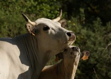 Le groupe Gasconne des Pyrénées ne met pas la charrue avant les bœufs