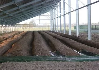 Le ginseng français va pousser sous ombrières près de Toulouse