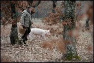 Au sein de la truffière expérimentale des Grèzes, le syndicat des trufficulteurs de la région de Lalbenque tente de percer les mystères de la truffe. Plusieurs essences d'arbres ont été plantées, chênes verts, chênes blancs, noisetiers. Certaines enterrées, d'autres hors sol, arrosées ou non. « Nous testons différentes conditions pour comprendre comment poussent les truffes. On ne sait toujours pas précisément pourquoi ça truffe sur un bout de terre et pas sur un autre. Même en réunissant des conditions favorables, on ne parvient jamais à 100% de résultat », explique Alain Ambialet, président du syndicat.