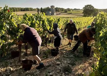 Viticulture. Mariage de raison pour l'AOP Cahors et l'IGP Côtes du Lot 