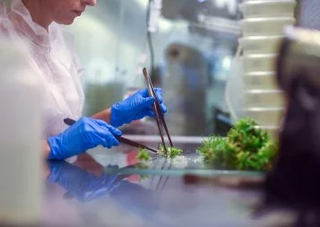 Agronomie. Vitropic a la banane et accélère sur la recherche