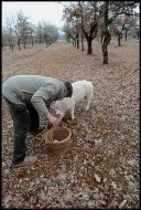 Alain et son cochon, âgé de 5 mois, travaillent en duo pour rechercher les truffes. 