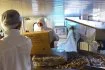 Chaque année la société Crusta'C conditionne 13.000 tonnes de crevettes de Guyane, du Niger ou de l'Océan Indien dont 1200 tonnes sur le seul site gersois.