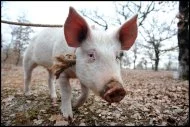 Pour le cavage, du nom de l'instrument qui sert à déterrer les fameuses tubercules, le cochon est de moins en moins utilisé. Le plus difficile est de lui arracher la truffe dont il est friand avant qu'il ne l'ait engloutie On lui préfère le chien, d'autant que toutes les races sont susceptibles d'êtres dressées en quelques semaines. Le cavage à la mouche consiste à repérer les diptères qui déposent leurs œufs à l'aplomb des truffes.