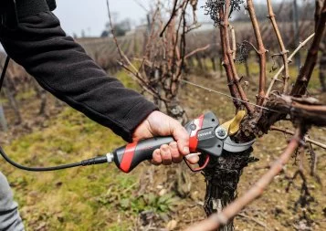À Cahuzac-sur-Vère, Infaco taille son chemin
