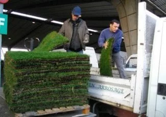 Gazon « béni » et fruitiers en fleur aux Halles du Sud-Ouest