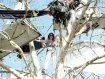 11 septembre. Alice Terrasse, l'avocate choisie par le groupement d'associations contre le projet d'autoroute A69, monte dans un platane en face de l'hôtel de Région Occitanie pour discuter avec les membres du Groupe national de surveillance des arbres (GNSA) et prendre des nouvelles de Thomas Brail, alors en grève de la faim.
