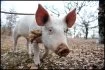 Pour le cavage, du nom de l'instrument qui sert à déterrer les fameuses tubercules, le cochon est de moins en moins utilisé. Le plus difficile est de lui arracher la truffe dont il est friand avant qu'il ne l'ait engloutie On lui préfère le chien, d'autant que toutes les races sont susceptibles d'êtres dressées en quelques semaines. Le cavage à la mouche consiste à repérer les diptères qui déposent leurs œufs à l'aplomb des truffes.