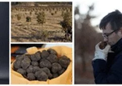 Rondsdesorcière.fr veut démocratiser la trufficulture